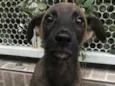 Cachorro raça SRD  idade 2 a 6 meses nome Sem Nome