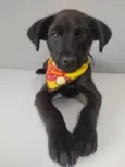 Neguinho