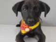 Neguinho