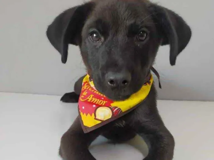 Cachorro raça SRD idade 2 a 6 meses nome Neguinho