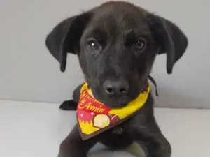 Cachorro raça SRD idade 2 a 6 meses nome Neguinho