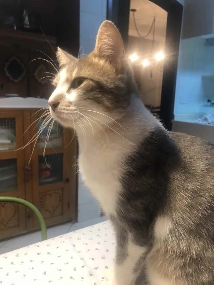 Gato ra a Srd idade 1 ano nome Petruquio 