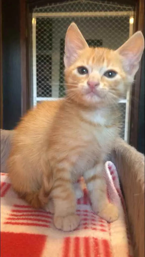 Gato ra a Srd idade Abaixo de 2 meses nome Daniel