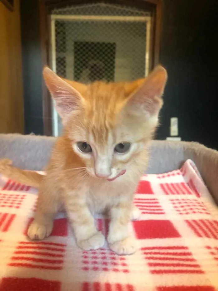 Gato ra a Srd idade Abaixo de 2 meses nome Daniel