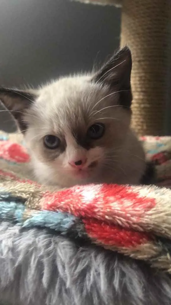 Gato ra a Srd idade Abaixo de 2 meses nome Chicão 