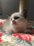 Chicão 