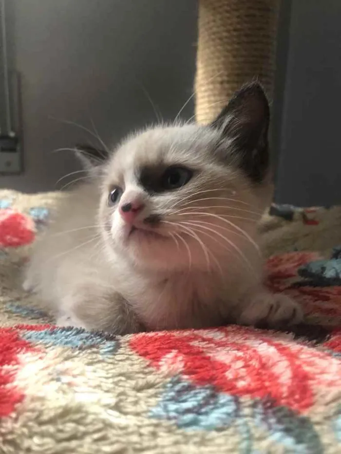 Gato ra a Srd idade Abaixo de 2 meses nome Chicão 