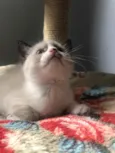 Chicão 
