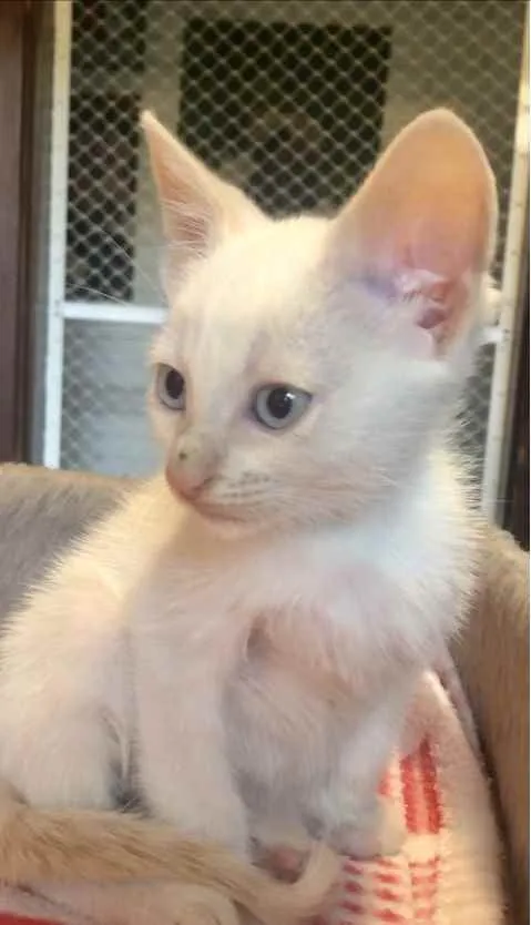 Gato ra a Srd idade Abaixo de 2 meses nome Gael 