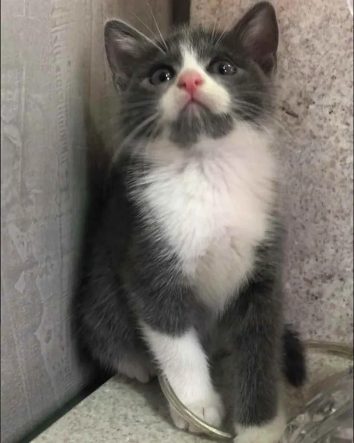 Gato ra a Srd idade Abaixo de 2 meses nome Babi 
