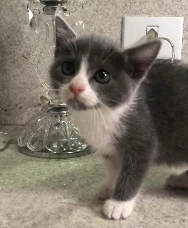 Gato ra a Srd idade Abaixo de 2 meses nome Babi 