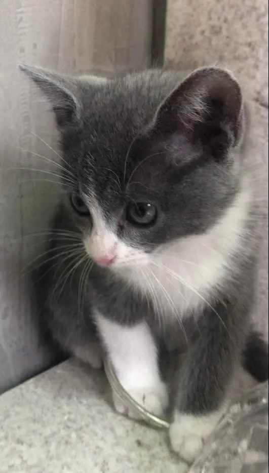 Gato ra a Srd idade Abaixo de 2 meses nome Babi 