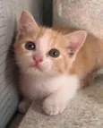 Bel