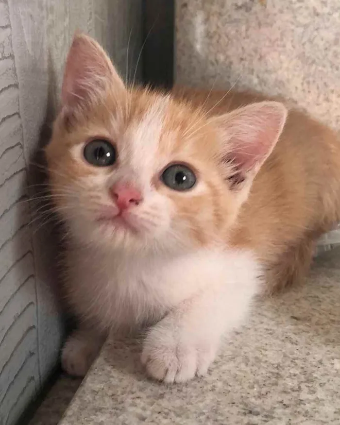 Gato ra a Srd  idade Abaixo de 2 meses nome Bel