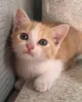 Bel