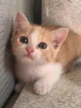 Bel