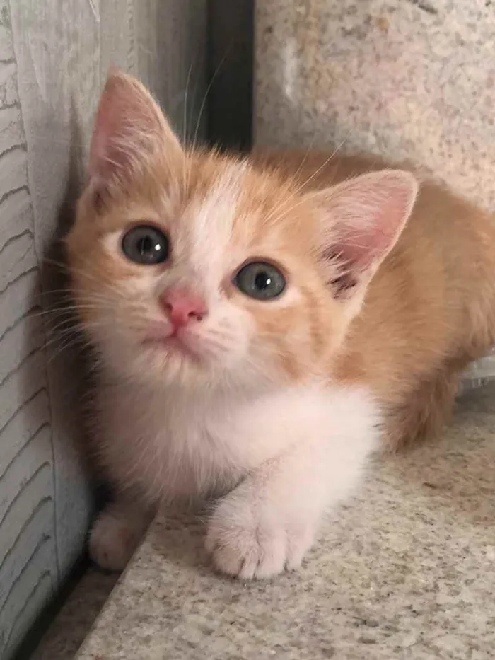 Gato ra a Srd  idade Abaixo de 2 meses nome Bel