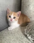 Bel