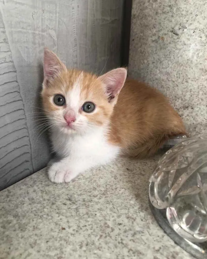Gato ra a Srd  idade Abaixo de 2 meses nome Bel