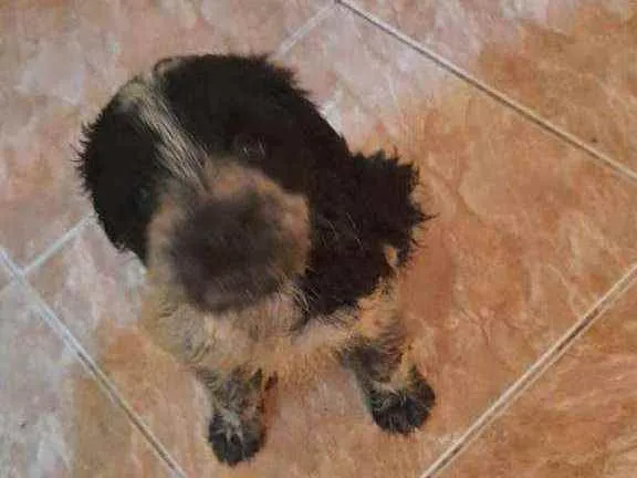 Cachorro raça Srd  idade Abaixo de 2 meses nome Pandinha,Flokinha +2