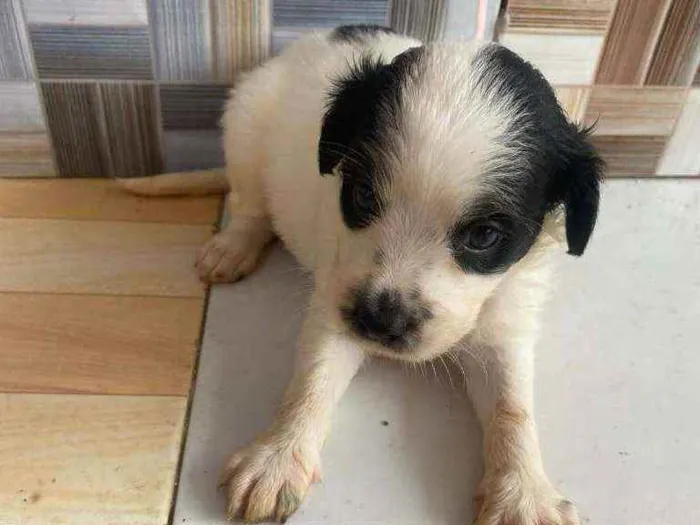 Cachorro raça Srd  idade Abaixo de 2 meses nome Pandinha,Flokinha +2