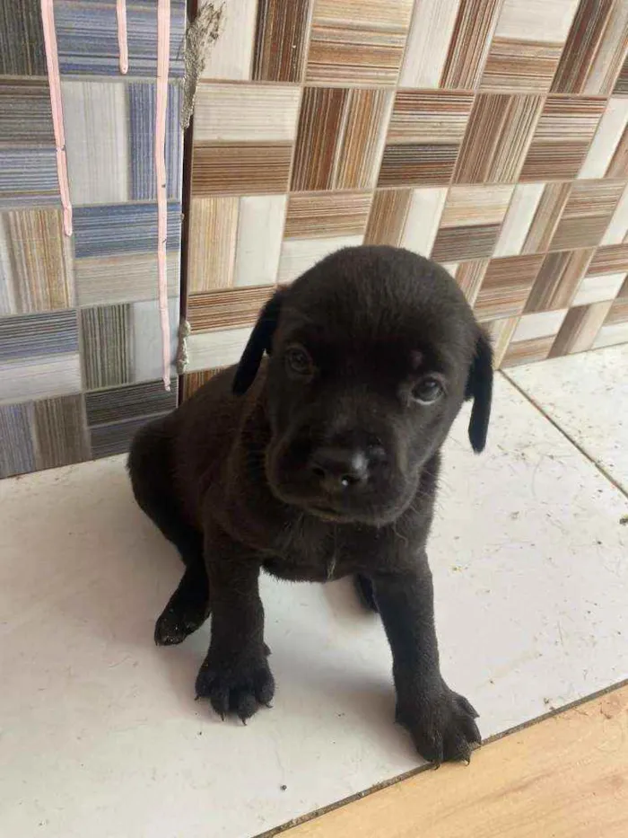 Cachorro raça Srd  idade Abaixo de 2 meses nome Pandinha,Flokinha +2