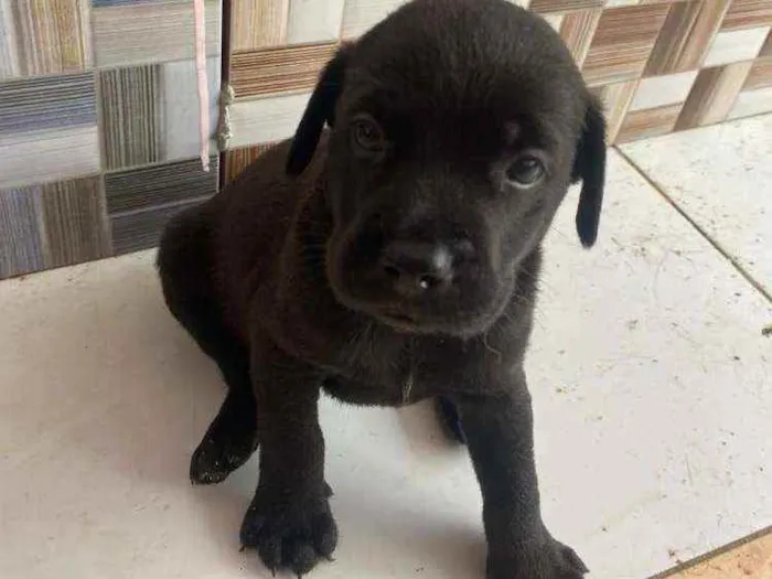 Cachorro raça Srd  idade Abaixo de 2 meses nome Pandinha,Flokinha +2