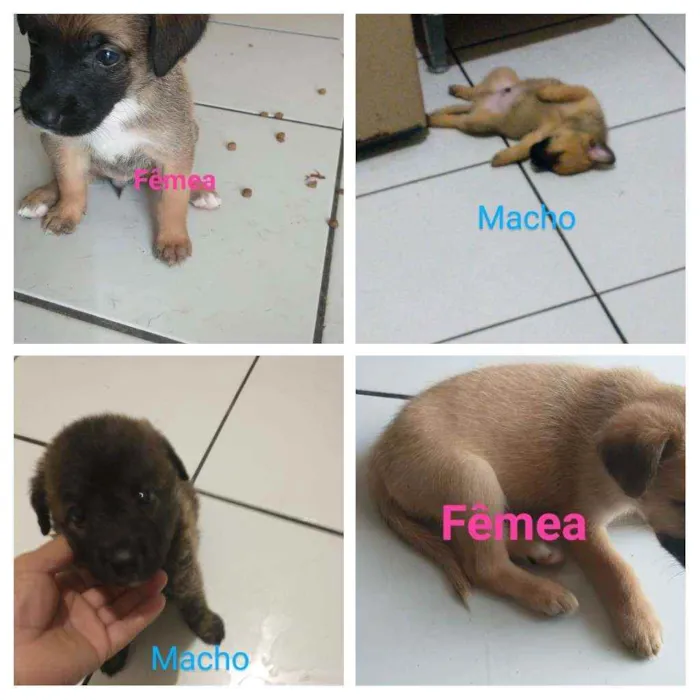 Cachorro ra a Perdigueiro com Box  idade 2 a 6 meses nome Filhotes 