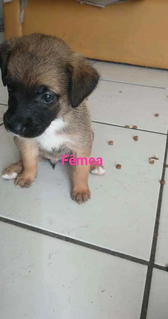 Cachorro ra a Perdigueiro com Box  idade 2 a 6 meses nome Filhotes 