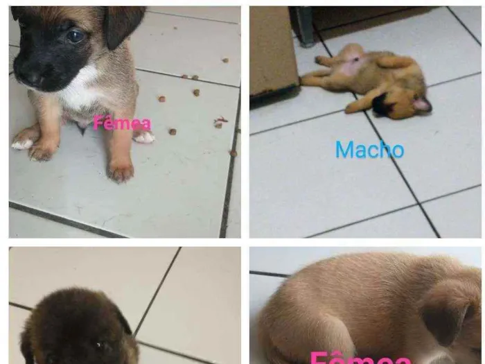 Cachorro ra a Perdigueiro com Box  idade 2 a 6 meses nome Filhotes 