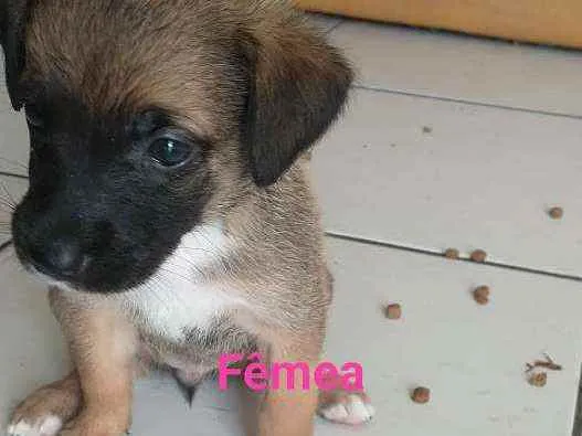 Cachorro ra a Perdigueiro com Box  idade 2 a 6 meses nome Filhotes 