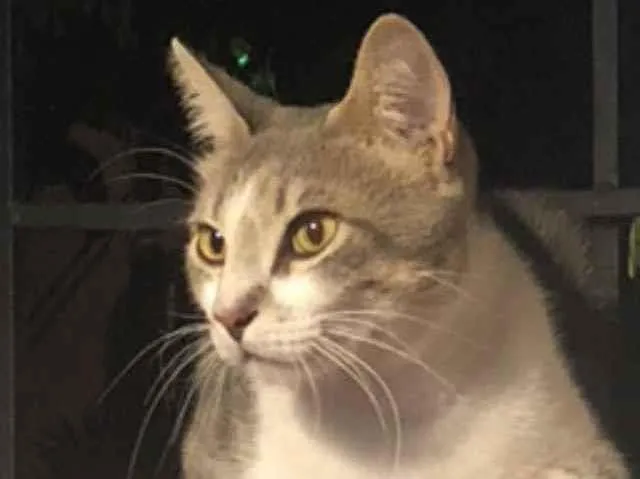 Gato ra a Srd idade 1 ano nome Petruquio 