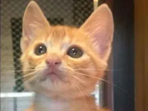 Gato raça Srd idade Abaixo de 2 meses nome Daniel