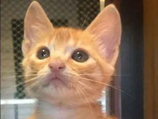 Gato ra a Srd idade Abaixo de 2 meses nome Daniel