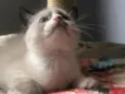 Chicão 