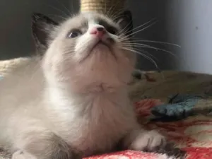 Gato raça Srd idade Abaixo de 2 meses nome Chicão 