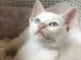 Gael 