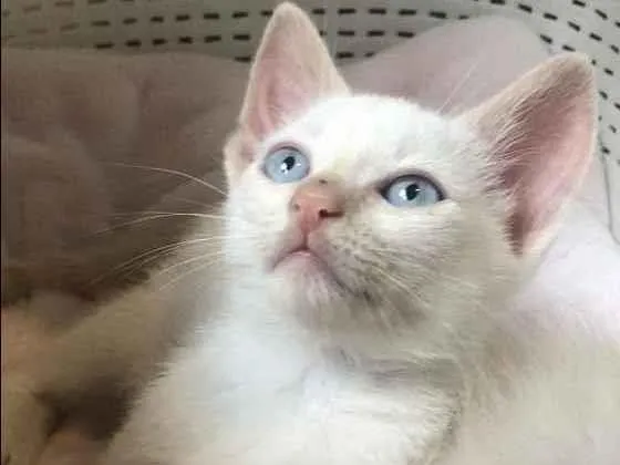 Gato ra a Srd idade Abaixo de 2 meses nome Gael 