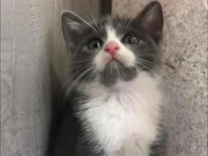 Gato raça Srd idade Abaixo de 2 meses nome Babi 
