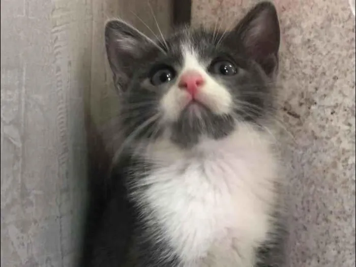 Gato ra a Srd idade Abaixo de 2 meses nome Babi 