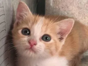 Gato raça Srd  idade Abaixo de 2 meses nome Bel