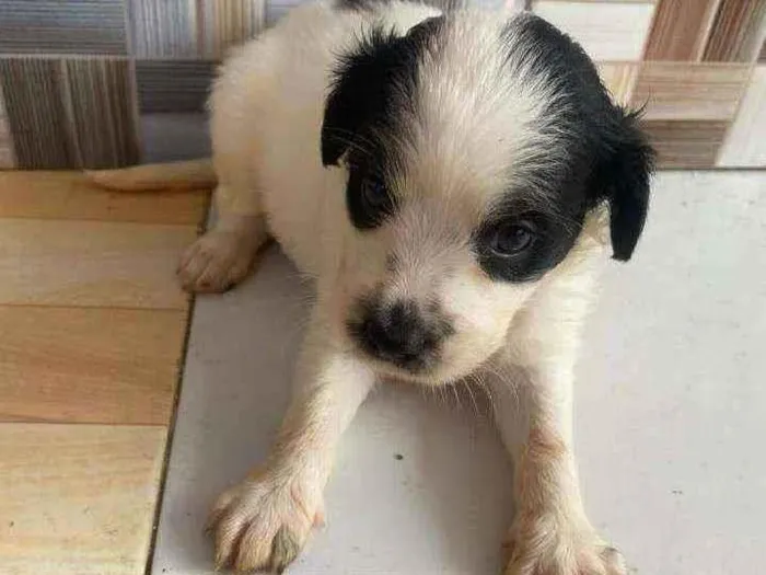 Cachorro raça Srd  idade Abaixo de 2 meses nome Pandinha,Flokinha +2