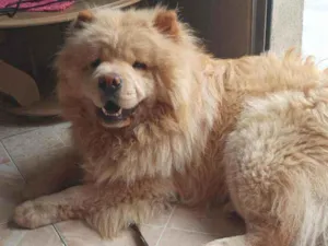 Cachorro raça Chow chow  idade 2 anos nome Goku