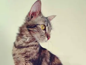 Gato raça SRD idade 7 a 11 meses nome MILA BELA