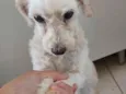 Lilica
