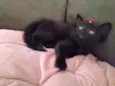 Miethie