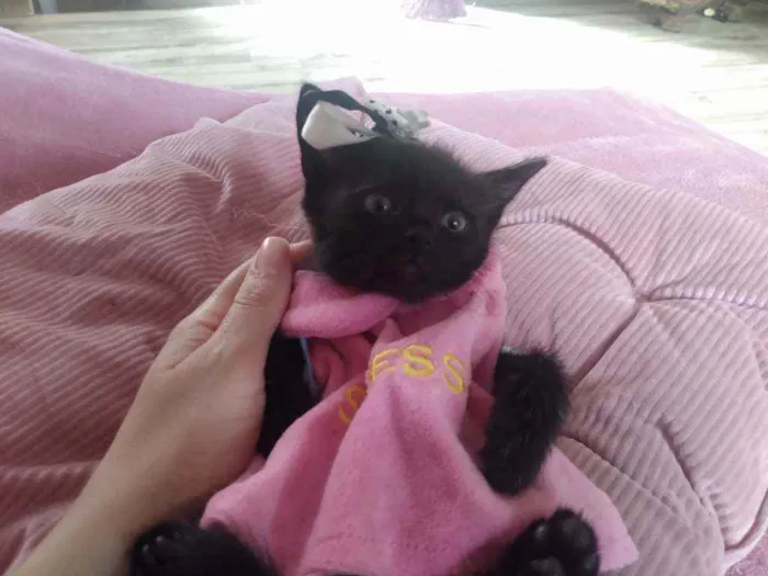 Gato ra a  idade Abaixo de 2 meses nome Miethie