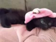 Miethie