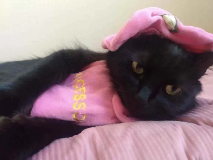 Gato ra a  idade 1 ano nome Charlotte
