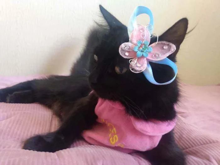 Gato ra a  idade 1 ano nome Charlotte
